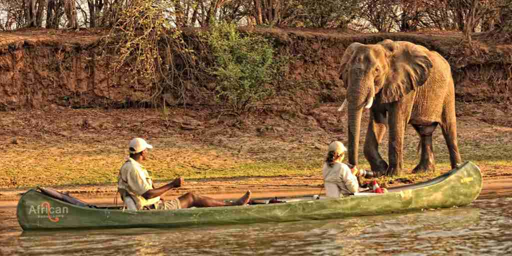 elephant, canoeing in mana pools, zimbabwe safaris