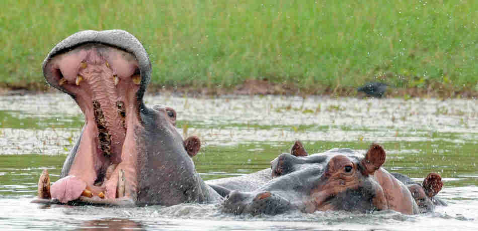 hippos, lake kariba and matusadona national park, zimbabwe