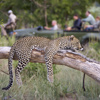 Game Drive 1