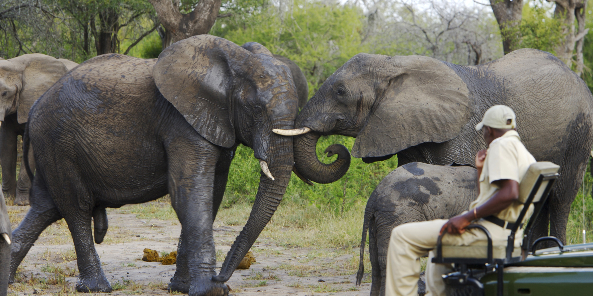 Game Drive 2