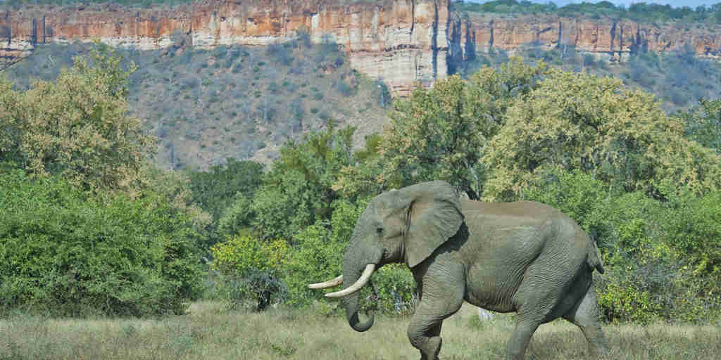 Elephant at Chilojo Cliffs