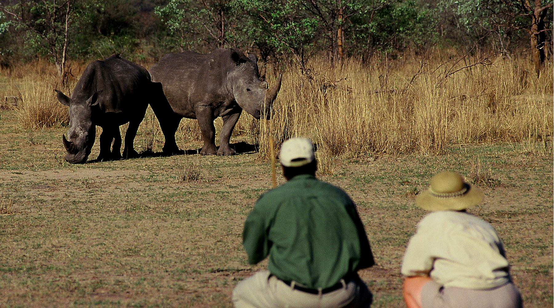 White Rhino On Foot