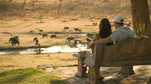 bench botswana okavango delta view yellow zebra safaris