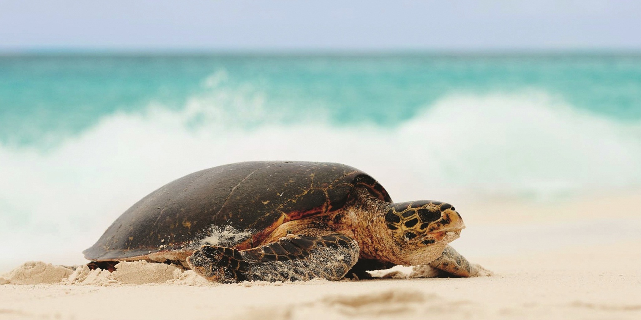 Hawksbill Turtle