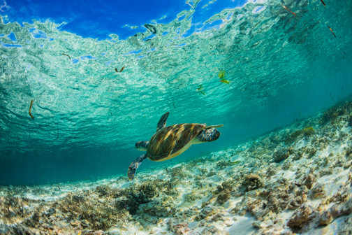 turtle, diving snorkelling undersea walk, mauritius