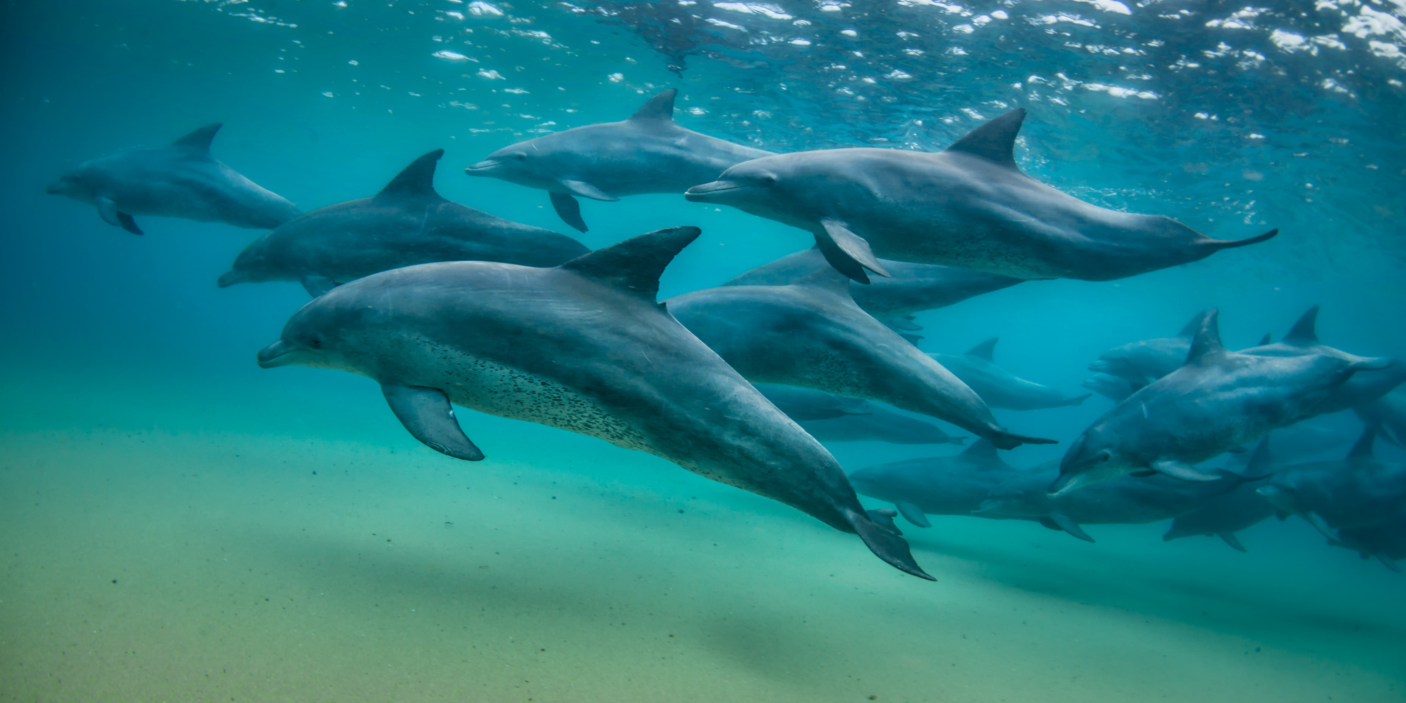 group of dolphins, areas and experiences in mauritius 
