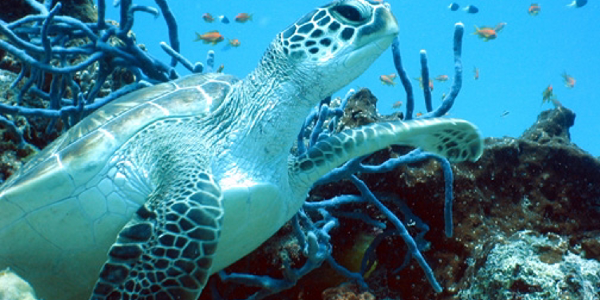 Turtle