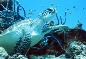 Turtle