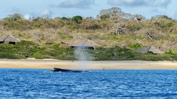 Nuno Nobreaga whales