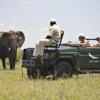 Ngala Safari 2014 22.1