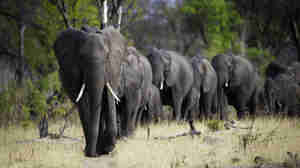 elephant herd, botswana safaris, africa holiday destination