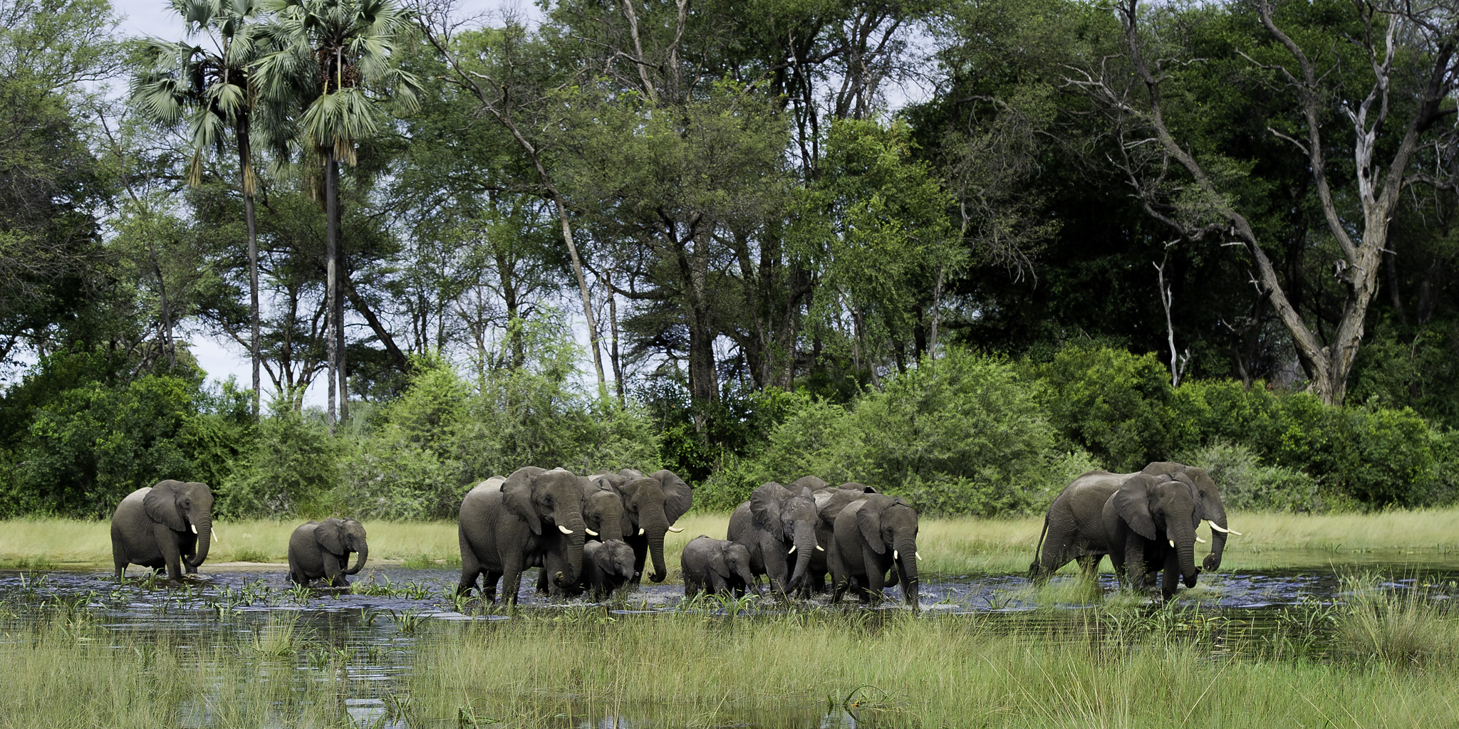 elephants in botswana, africa safari destinations 