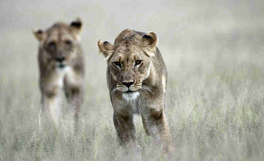 lion safaris, botswana wildlife, africa holiday destination