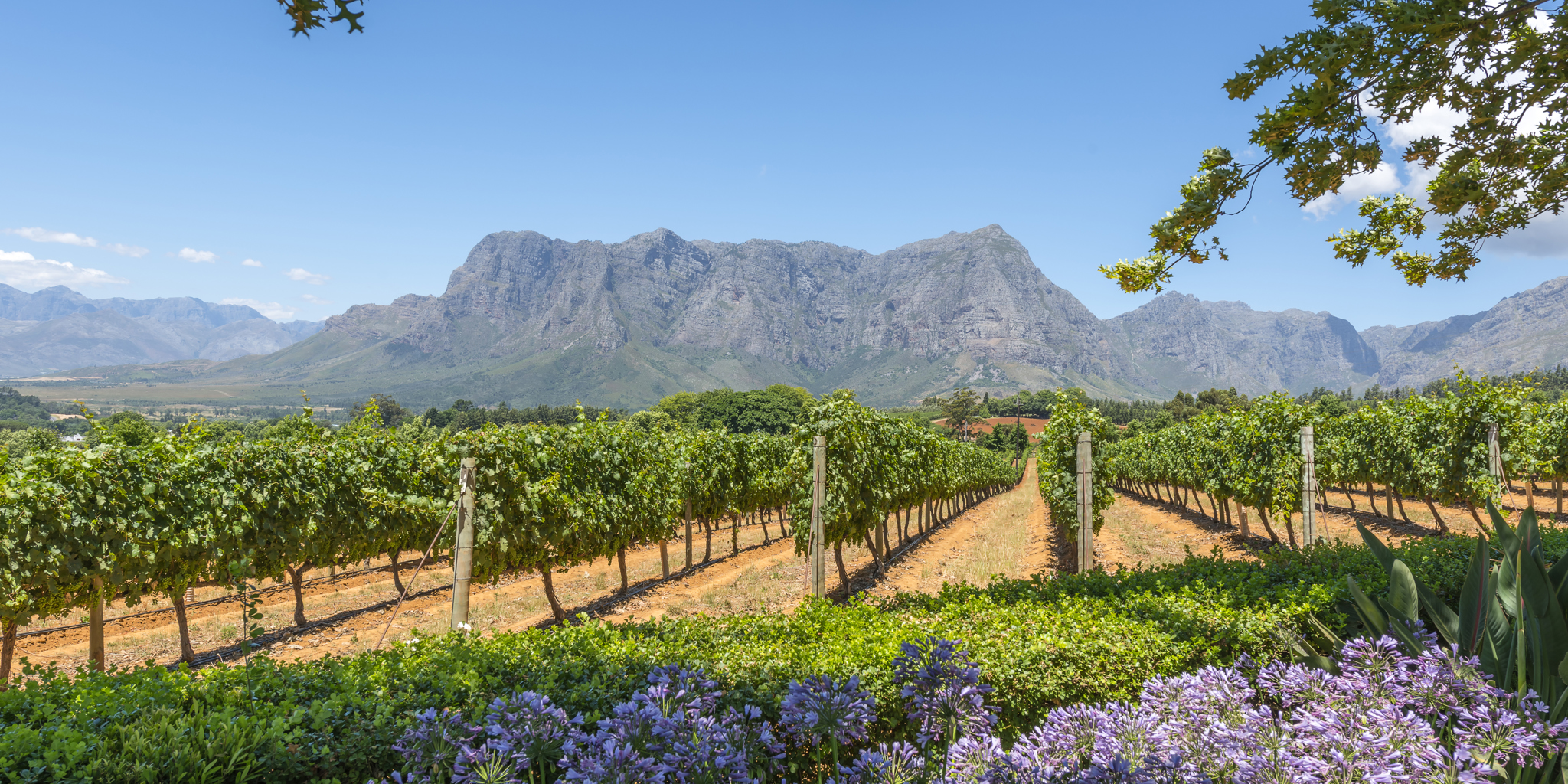 the winelands vineyards, south africa safari vacations