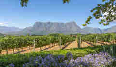 the winelands vineyards, south africa safari holidays
