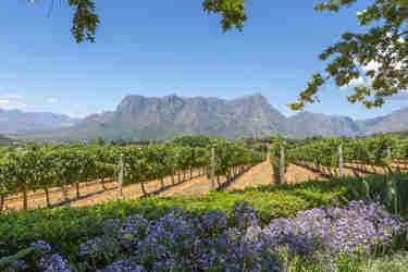 the winelands vineyards, south africa safari holidays
