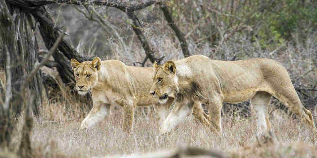 lions in south africa, wildlife safari destination 
