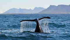 whale tail in the indian ocean, south africa safaris