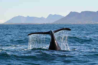 whale tail in the indian ocean, south africa safaris