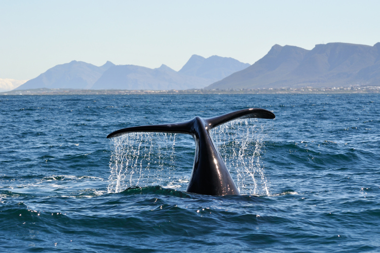 In South Africa's Western Cape, Sometimes Illegal Fishing is the Only  Option