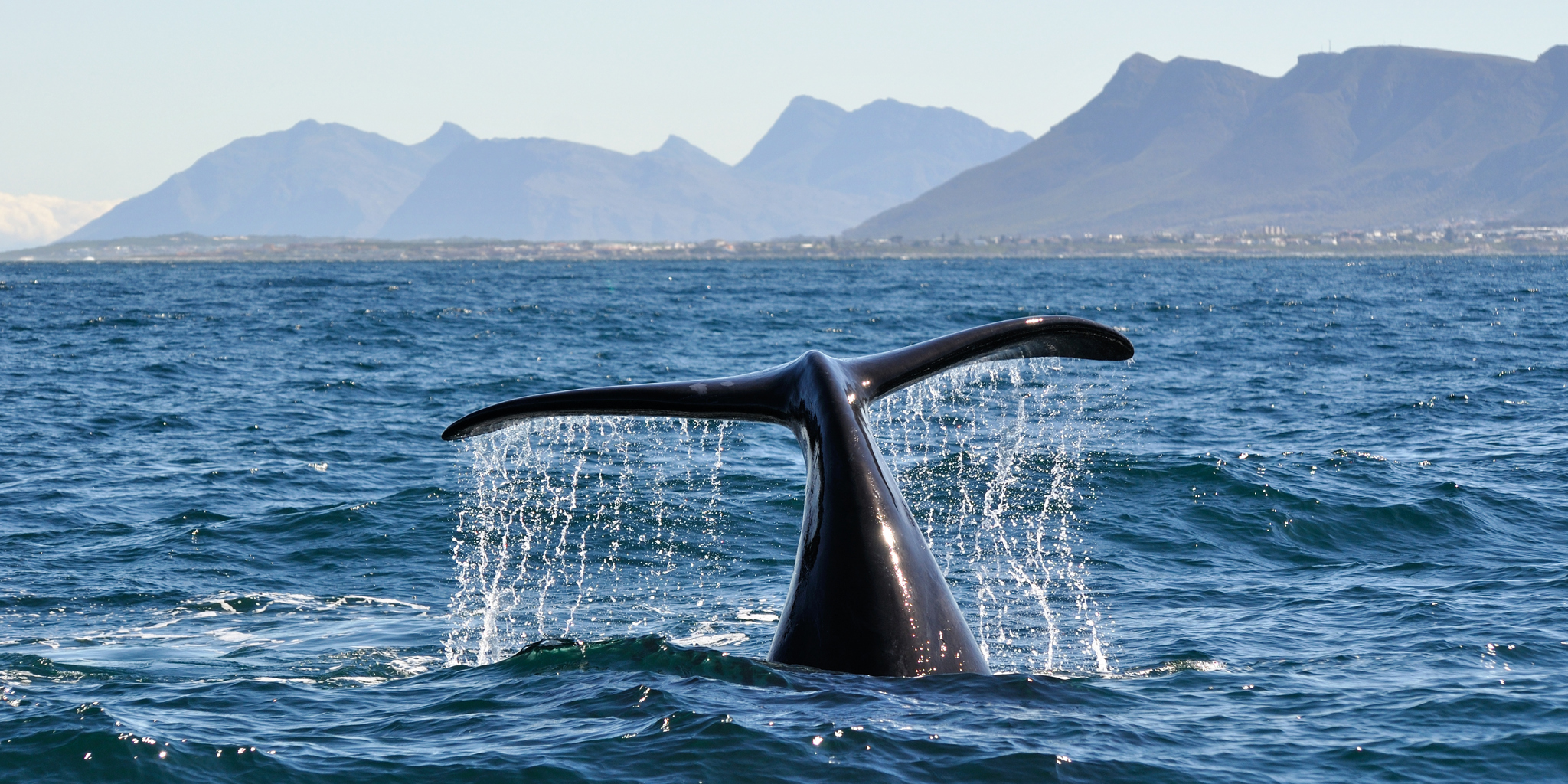 whale tail, whale watching, south africa experiences