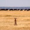 Cheetah on plains