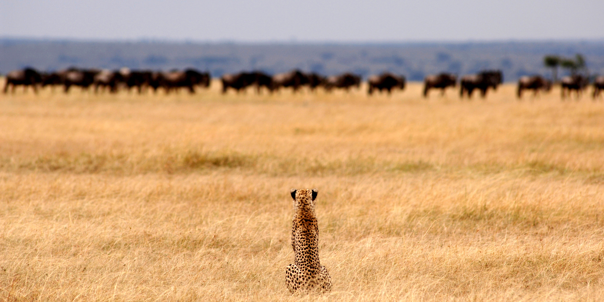 Cheetah on plains