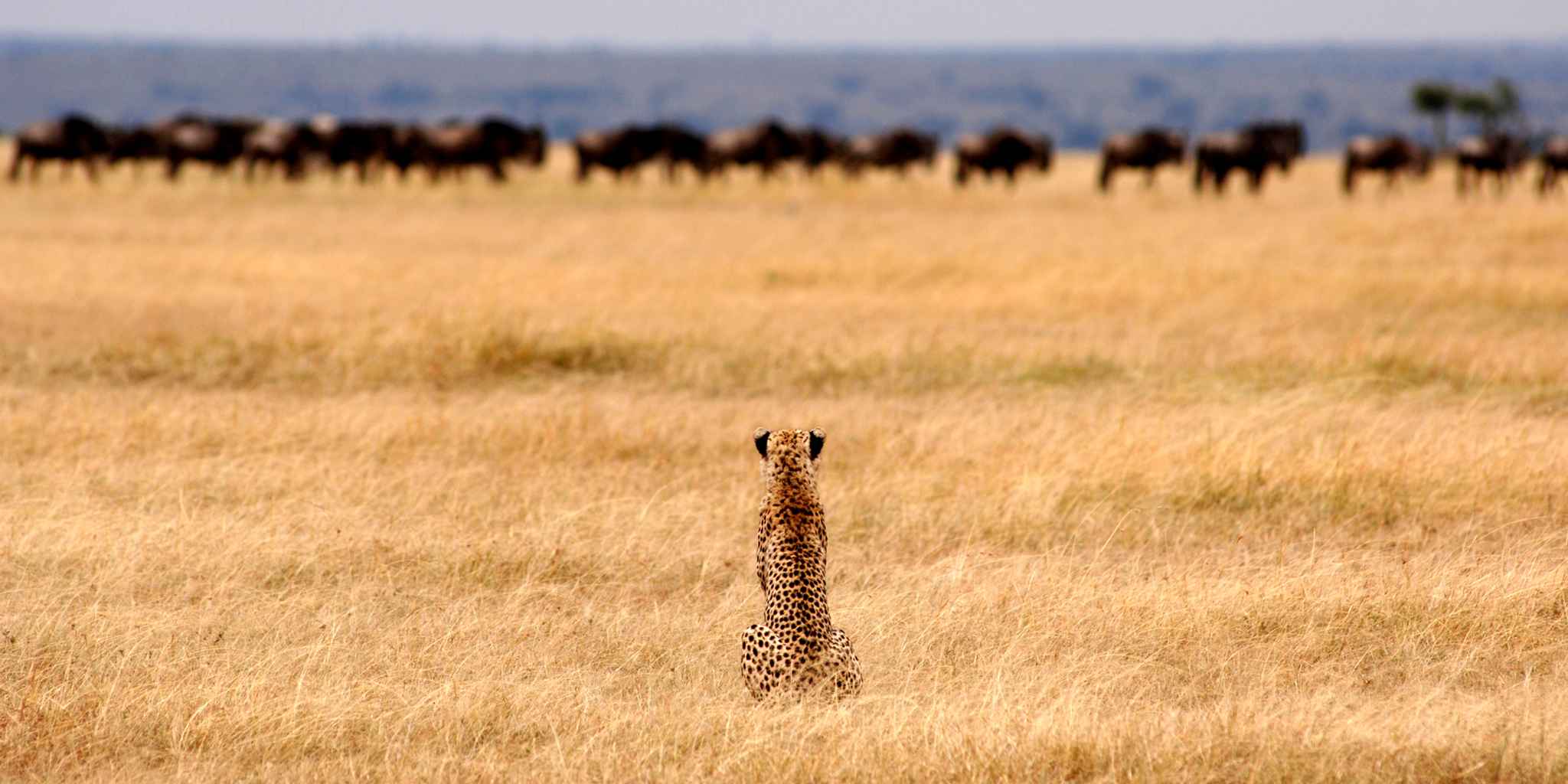 Cheetah on plains