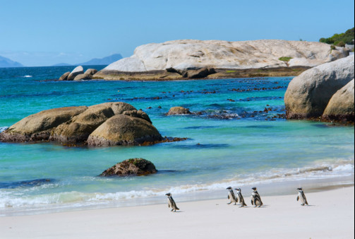 Penguins, Boulders Beach, Cape Town, South Africa