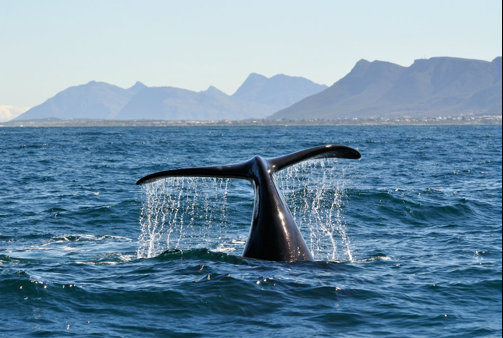 whale, hermanus, ultimate south africa family safari