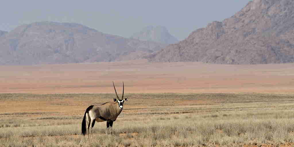antelope, namibia wildlife, africa safaris