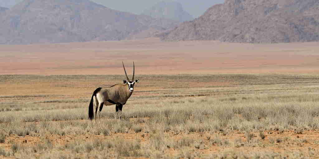 antelope, namibia wildlife, africa safaris