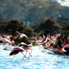 Flamingo in Lake Naivasha, Kenya safari holidays