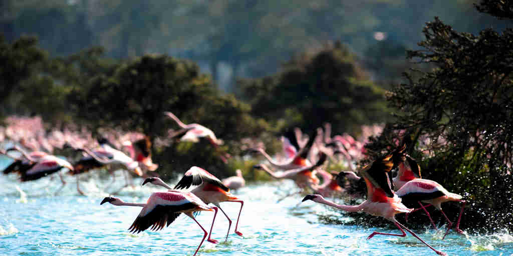 Flamingo in Lake Naivasha, Kenya safari holidays