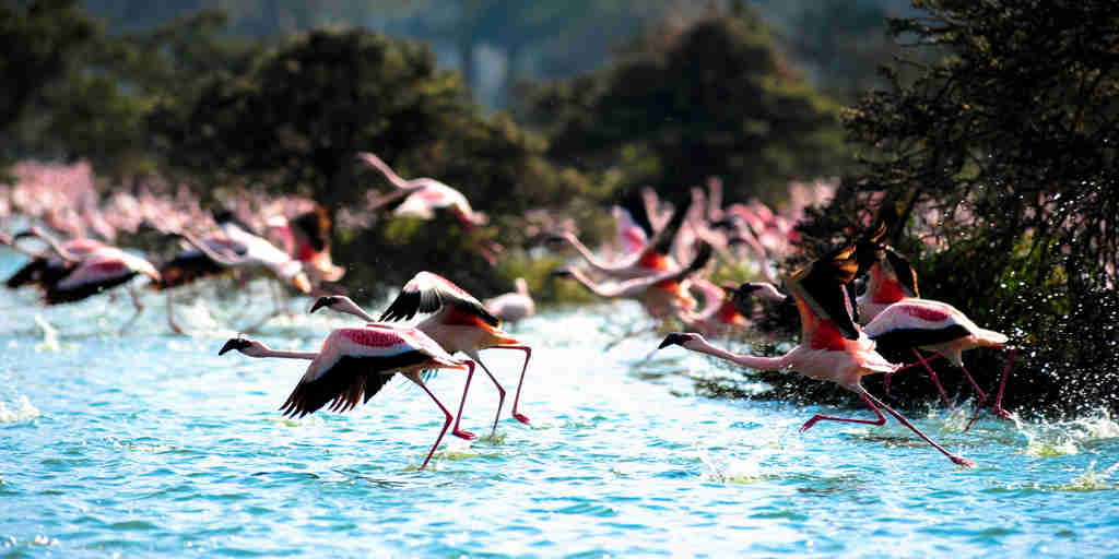 Flamingo in Lake Naivasha, Kenya safari holidays
