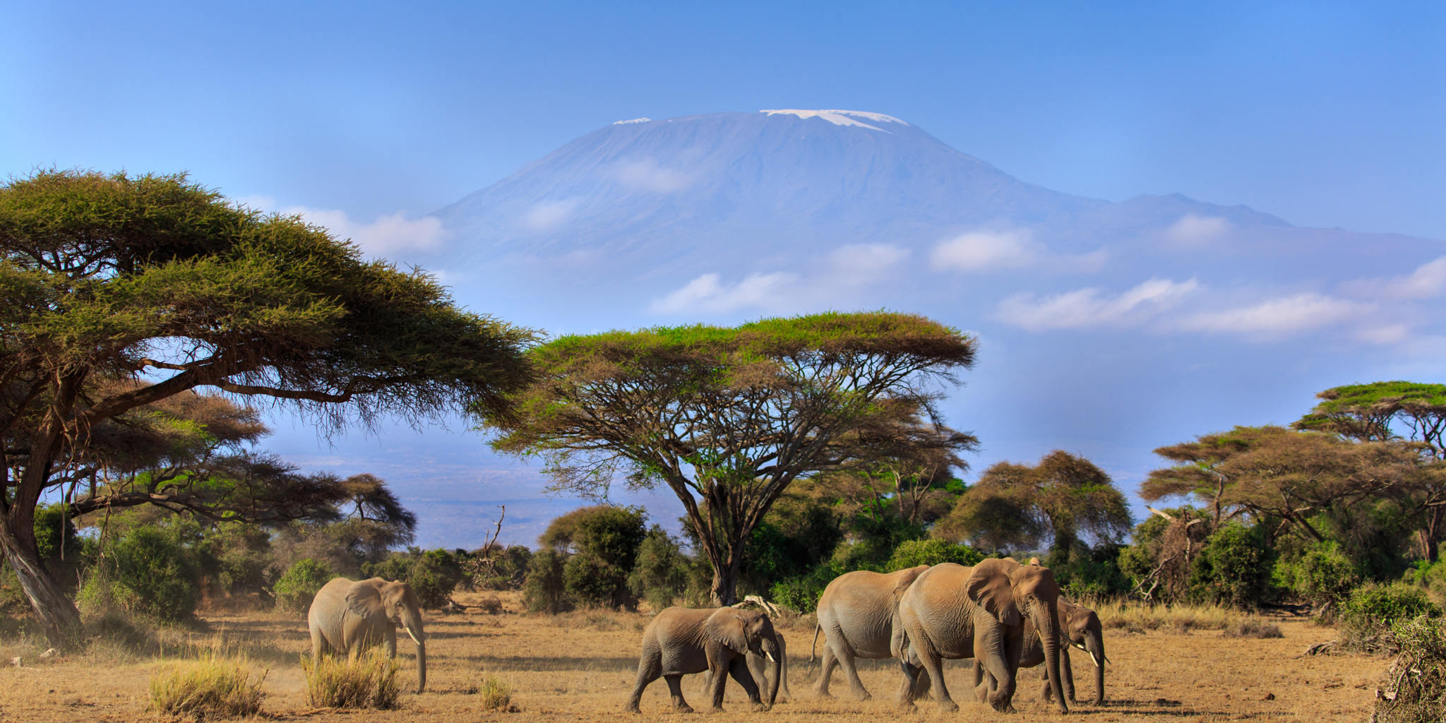Elephants in front of Mount Kilimanjaro, Amboseli