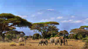 Elephants in front of Mount Kilimanjaro, Amboseli