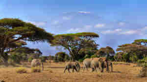 Elephants in front of Mt. Kilimanjaro, Amboseli, Kenya