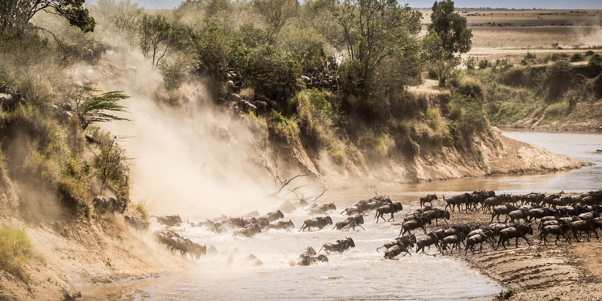 Wildebeest migration in the Maasai Mara, Kenya safaris
