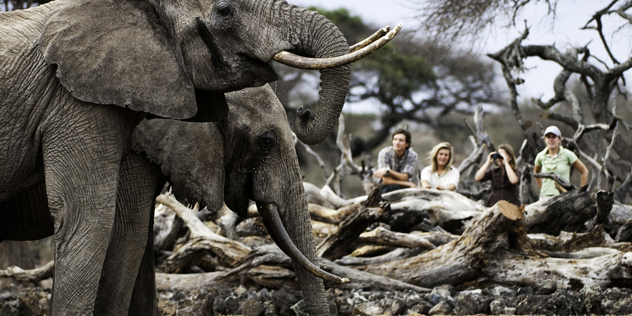 Two elephants in the maasai mara, kenya walking safaris