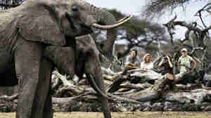 Elephant in the Maasai Mara, Kenya walking safaris