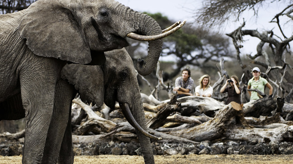 Elephant in the Maasai Mara, Kenya walking safaris