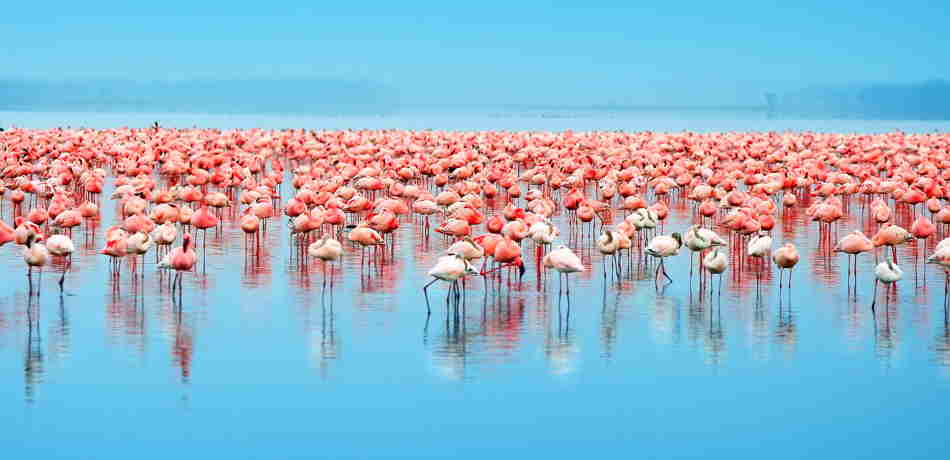 Flamingo in Lake Nakuru, Kenya safari holidays