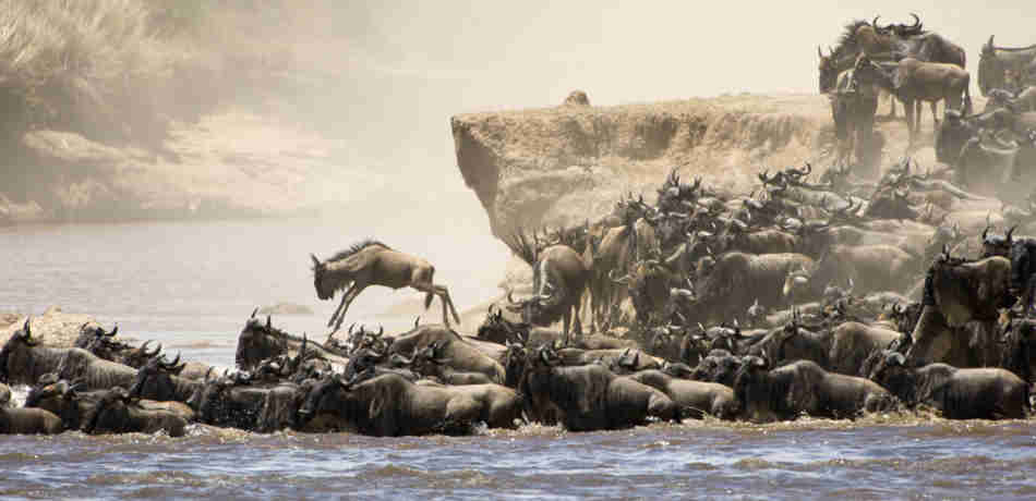 Wildebeest great migration, Kenya safaris holidays, Africa