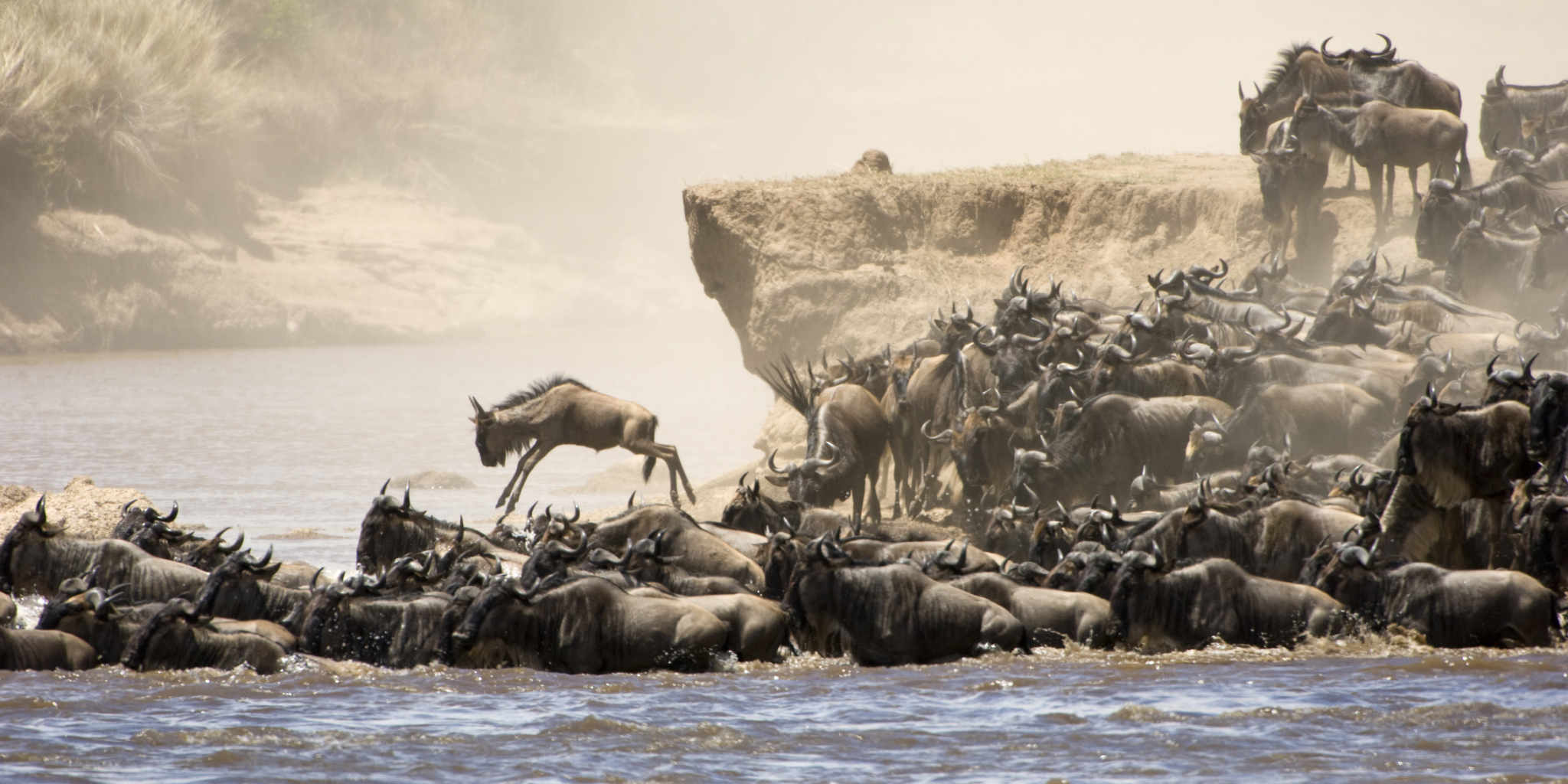 Wildebeest great migration, Kenya safaris holidays, Africa