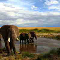 Elephant safaris in Meru National Park, Kenya