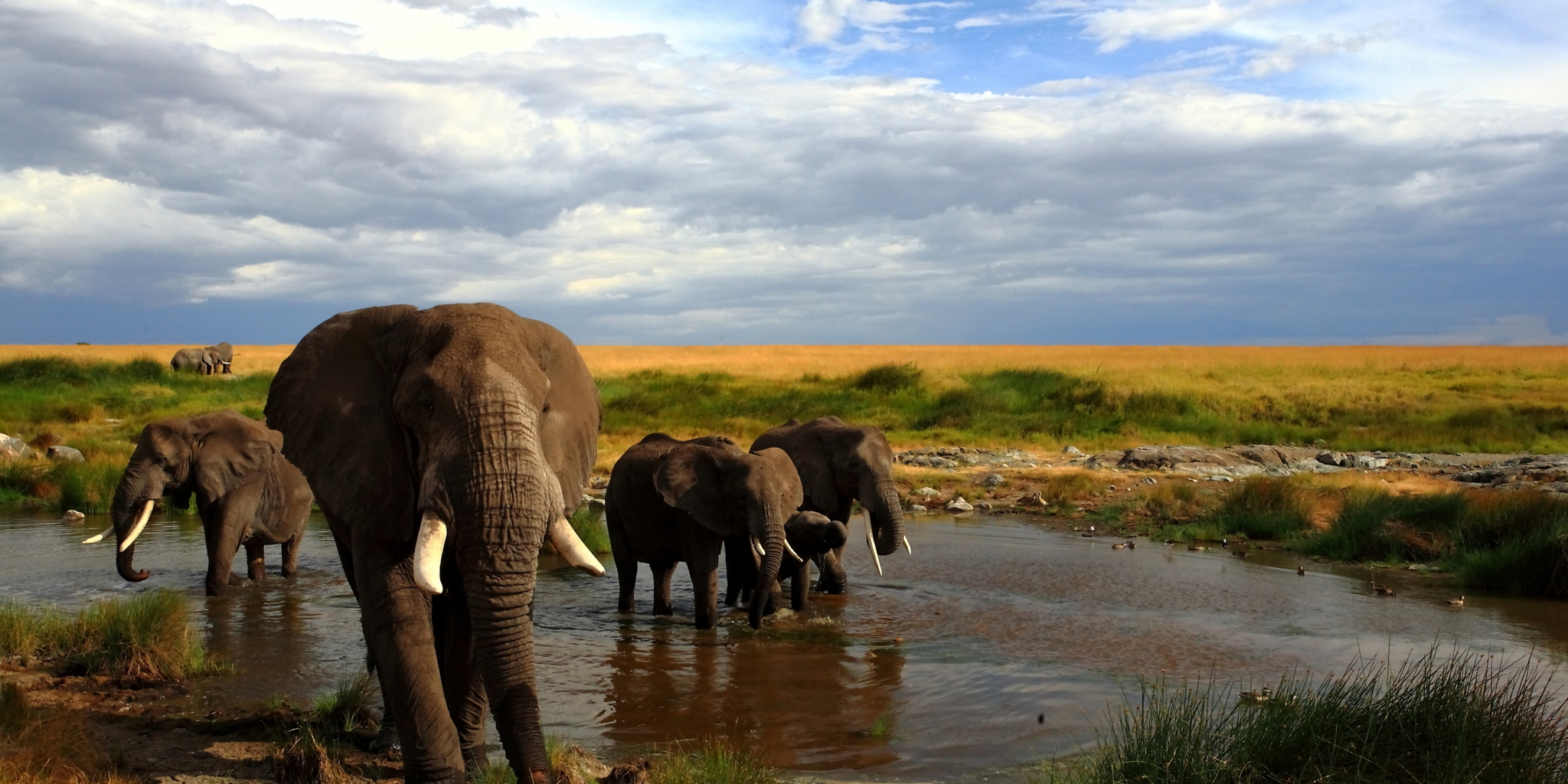 Национальные парки и заповедники африки. Maasai Mara National Park. Maasai Mara National Park, Kenya. Слоны Масаи Мара. Заповедник Масаи Мара слоны.