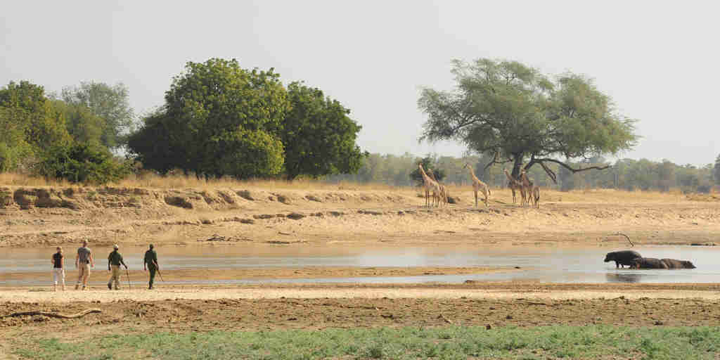 giraffe and hippo, zambia walking safari, africa