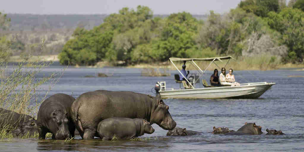 hippos on a boat safari, zambia, africa