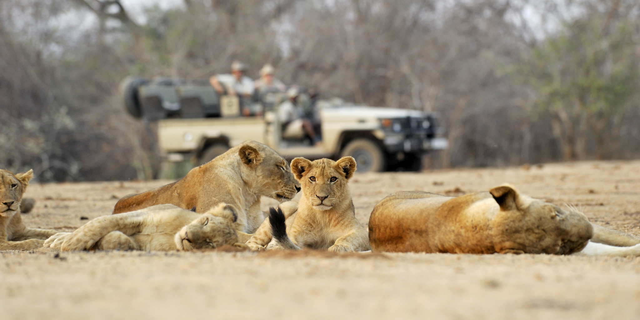 lion pack encounter, zambia game drive safaris
